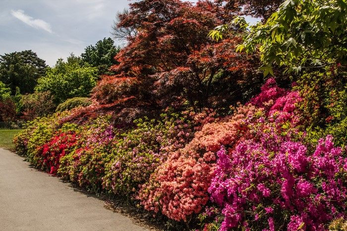 Colorful Rhododendron Shrubs at Exbury Gardens, England