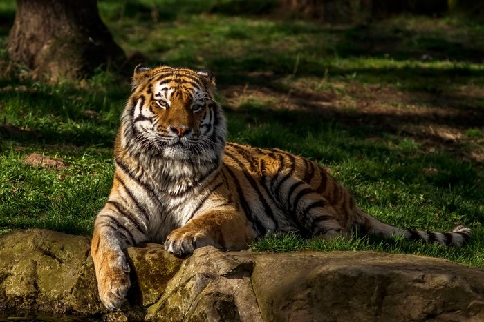 Tiger resting on rocks in a grassy area