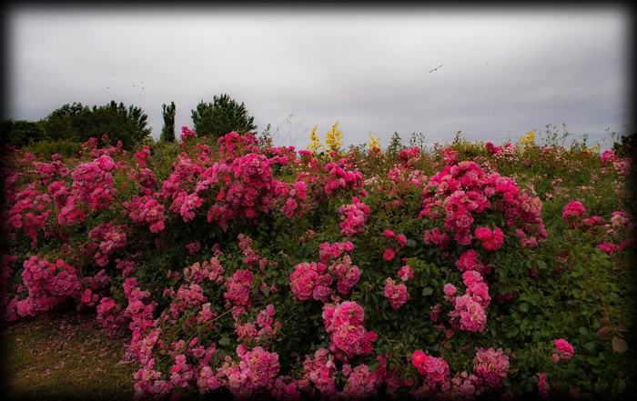 Lush Pink Rose Shrubs in Bloom