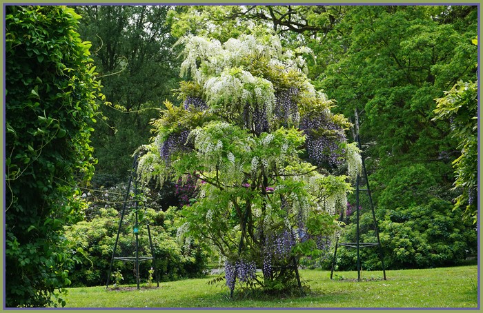 Wisteria in Grugapark Essen, Germany