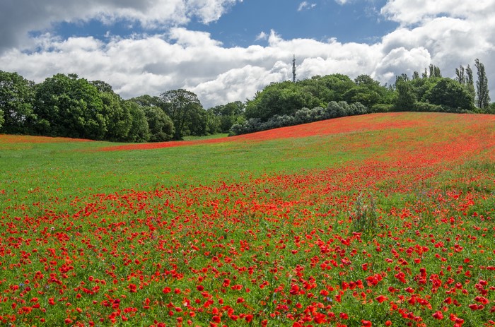 Field of red poppies with green grass and trees