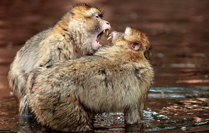 Two wet monkeys fighting in water