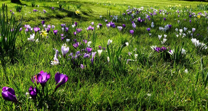 Spring meadow with many crocuses and daffodils