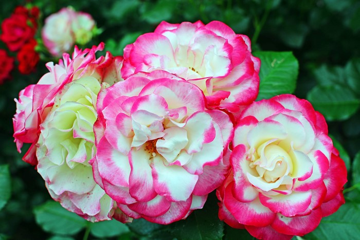 Close-up of bicolor roses with pink edges
