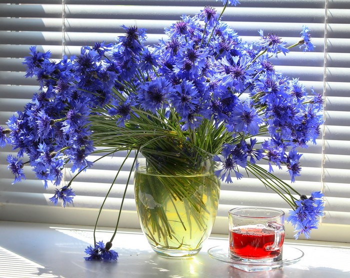 Still-life of Cornflowers in a vase with a cup of tea