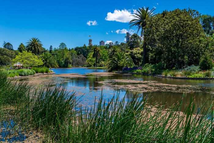 Botanical Garden Pond with City Skyline in Melbourne, Australia