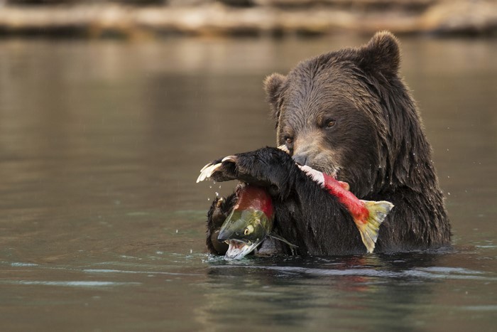 Brown Bear Eating a Salmon in Water