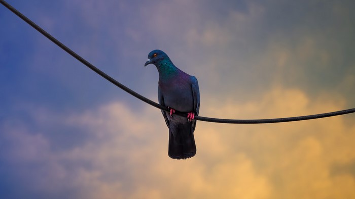 Pigeon perched on an electric wire against a colorful sky