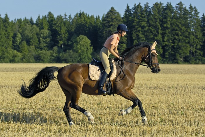 Girl riding a brown horse in a field