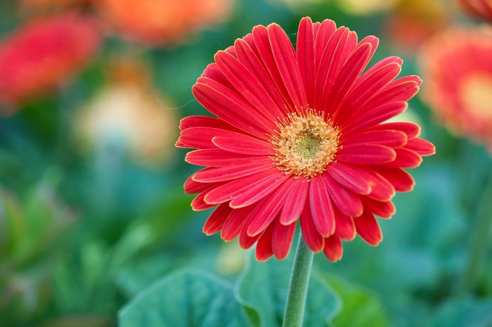 Red Gerbera daisy in bloom