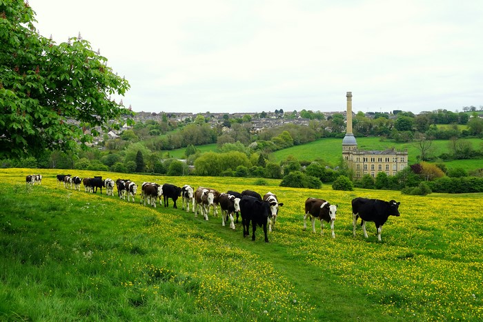 Cows grazing in a field with a mill in the background