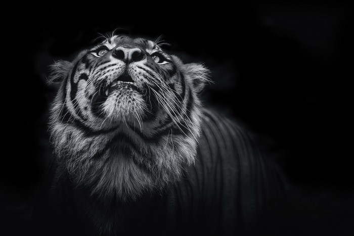 Tiger looking up against black background