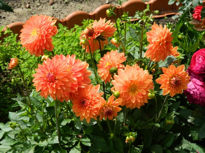 Orange Dahlias in a Garden