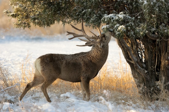 Deer eating from a snow-covered tree in winter