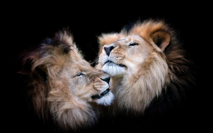 Two lions on a black background