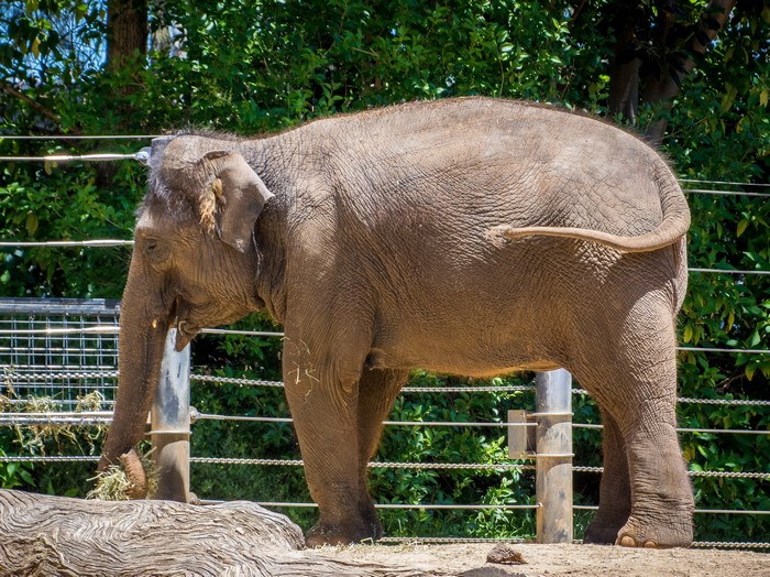 Elephant eating hay in an enclosure