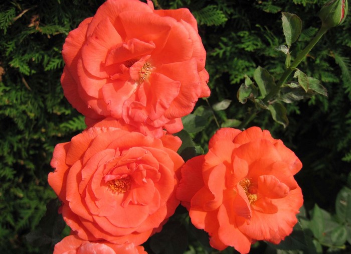 Orange Roses in Bloom
