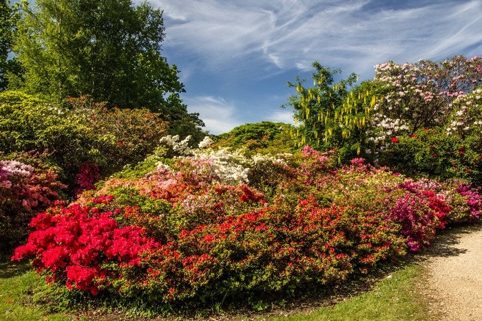 Exbury Gardens Vibrant Rhododendron Shrubs