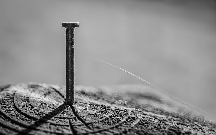 Close-up of an iron nail in a tree stump
