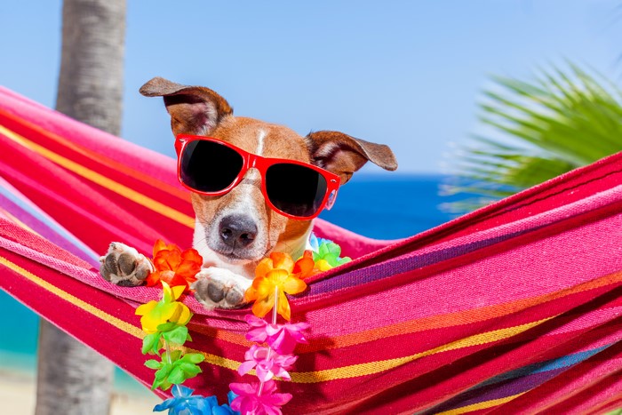 Jack Russell terrier in hammock with sunglasses and lei