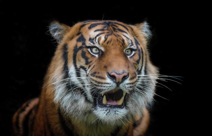 Tiger with open mouth on black background