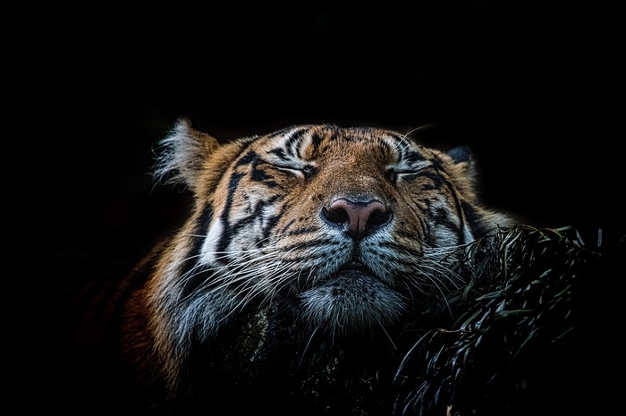 Tiger sleeping on a black background