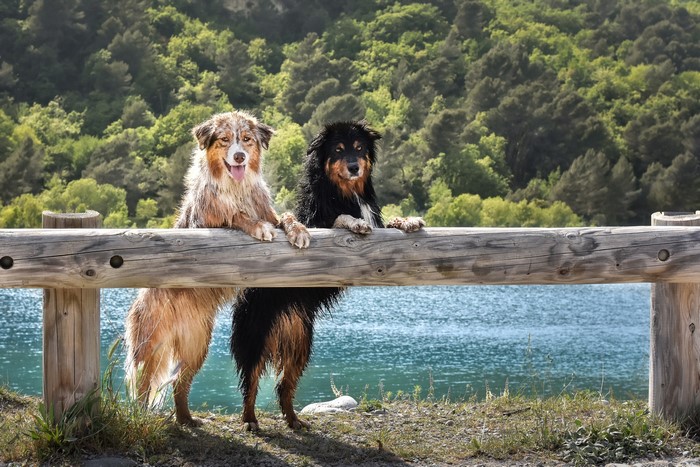 Two wet Australian Shepherd dogs leaning on a fence by a lake