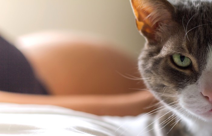 Closeup of a cat's face