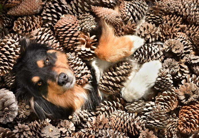 4K Australian Shepherd Dog Among Pine Cones