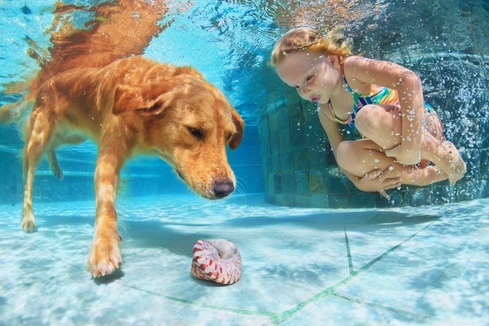 Golden Retriever and Girl Underwater with Shell