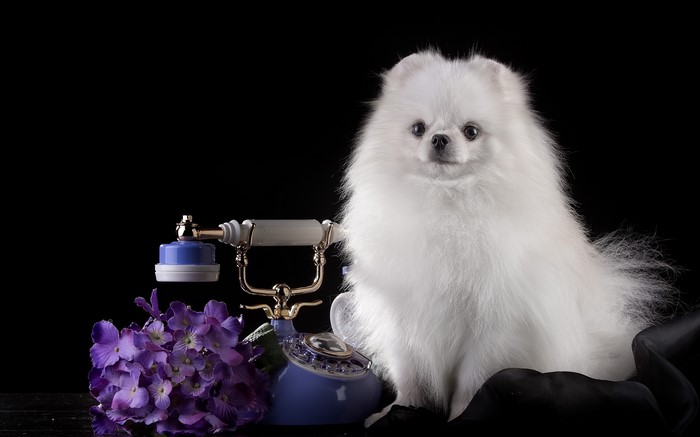 White Pomeranian dog with vintage telephone and flowers