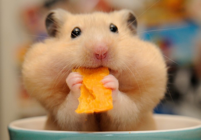 Close-up of a hamster eating a chip