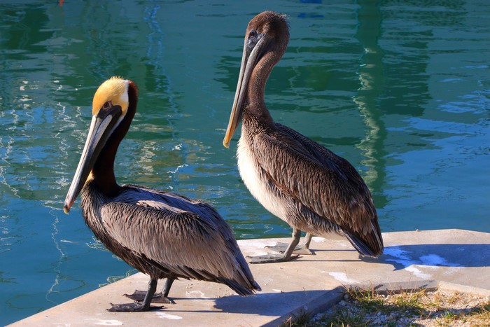 Two brown pelicans by the water