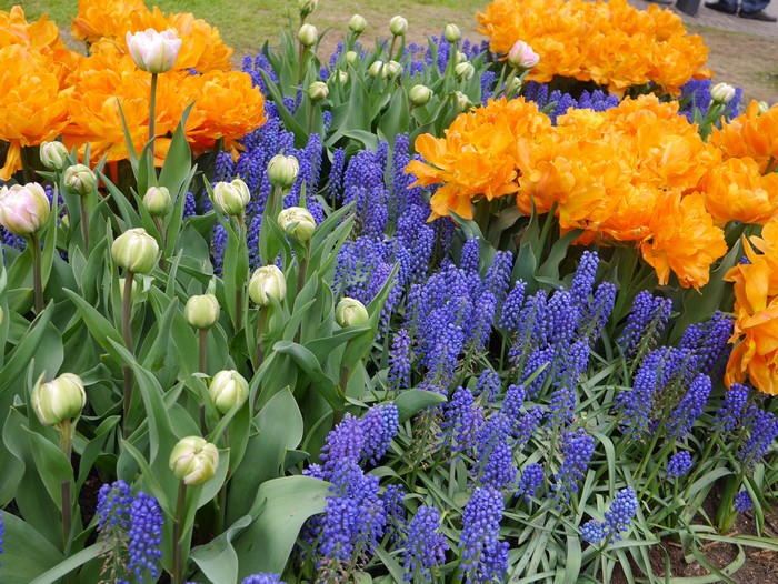 Orange Tulips and Blue Hyacinths with White Tulip Buds