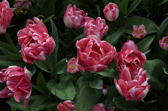 Pink and white double tulips in a garden