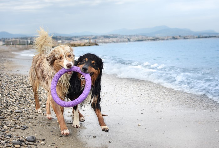 Two wet Australian Shepherd dogs playing with a ring toy on a beach