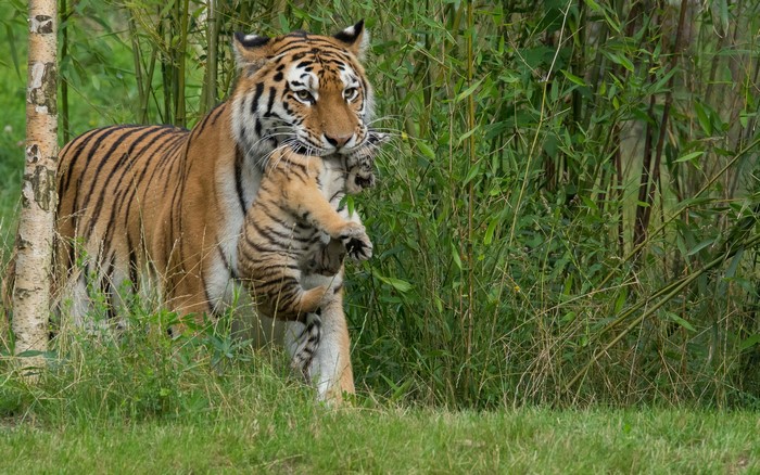 Tiger carrying cub through grass and bamboo