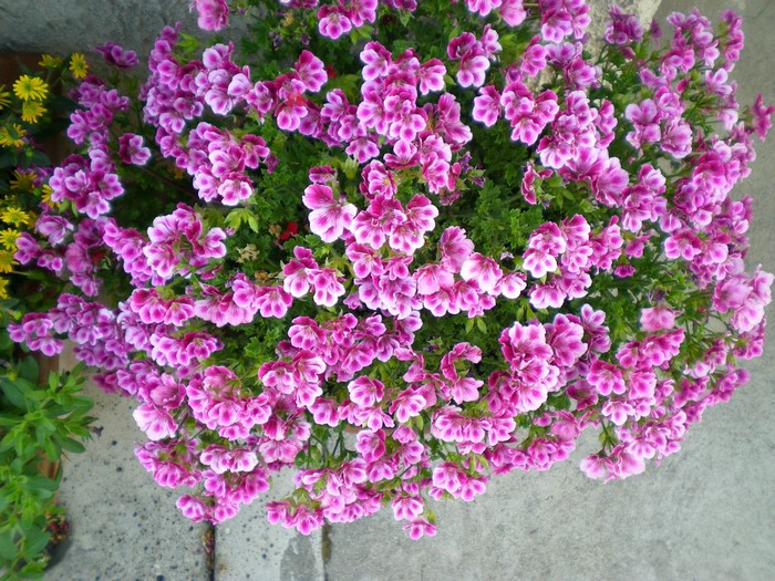 Pink and white geranium flowers