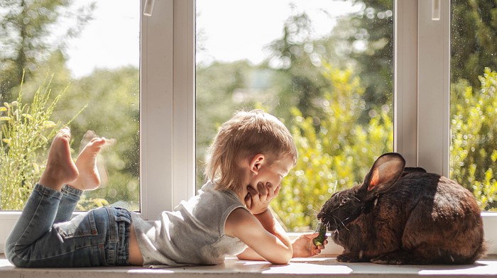 Boy feeding a rabbit by the window