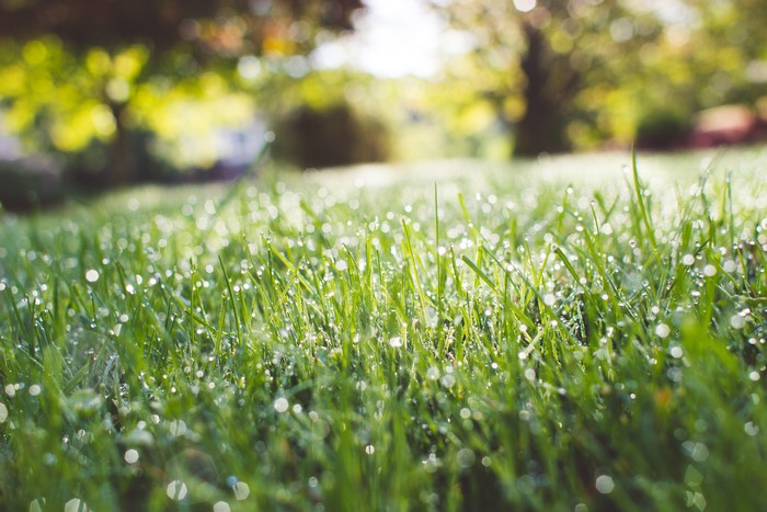 Morning Dew Drops on Green Grass Close-up