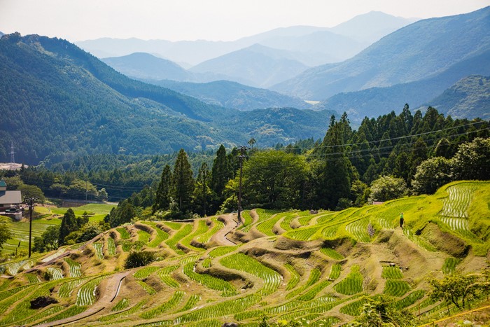 Terraced Rice Fields in Mountains of Japan