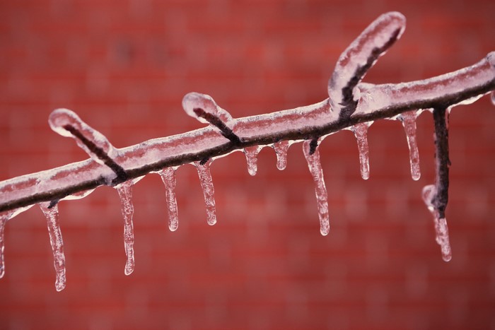 Branches covered in ice with red brick background