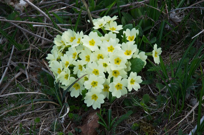 4K Primula flowers in grass