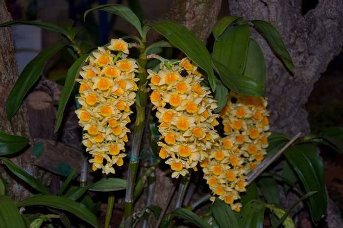 Yellow orchids with green leaves on a tree trunk
