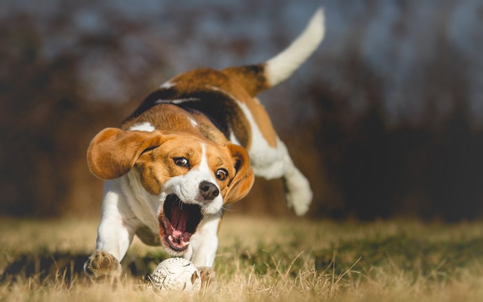 Beagle Dog Running with Ball