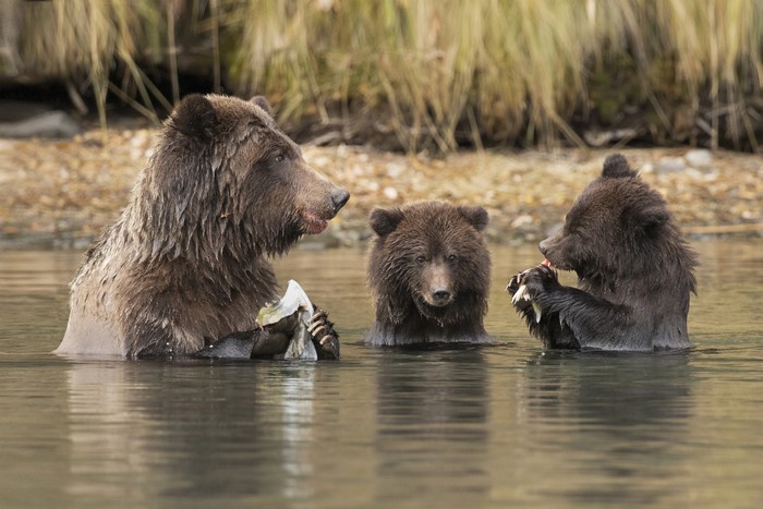 Three brown bears in water eating fish