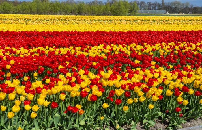 Field of Red and Yellow Tulips in Keukenhof, Netherlands