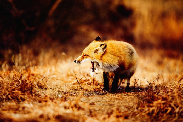 A fox yawns in a field of dry grass