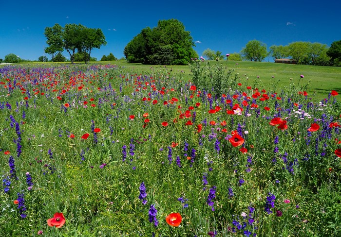 Field of Poppies and Delphiniums under a blue sky