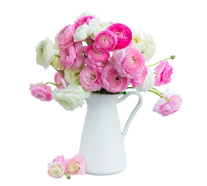 4K Ranunculus in a White Vase on White Background
